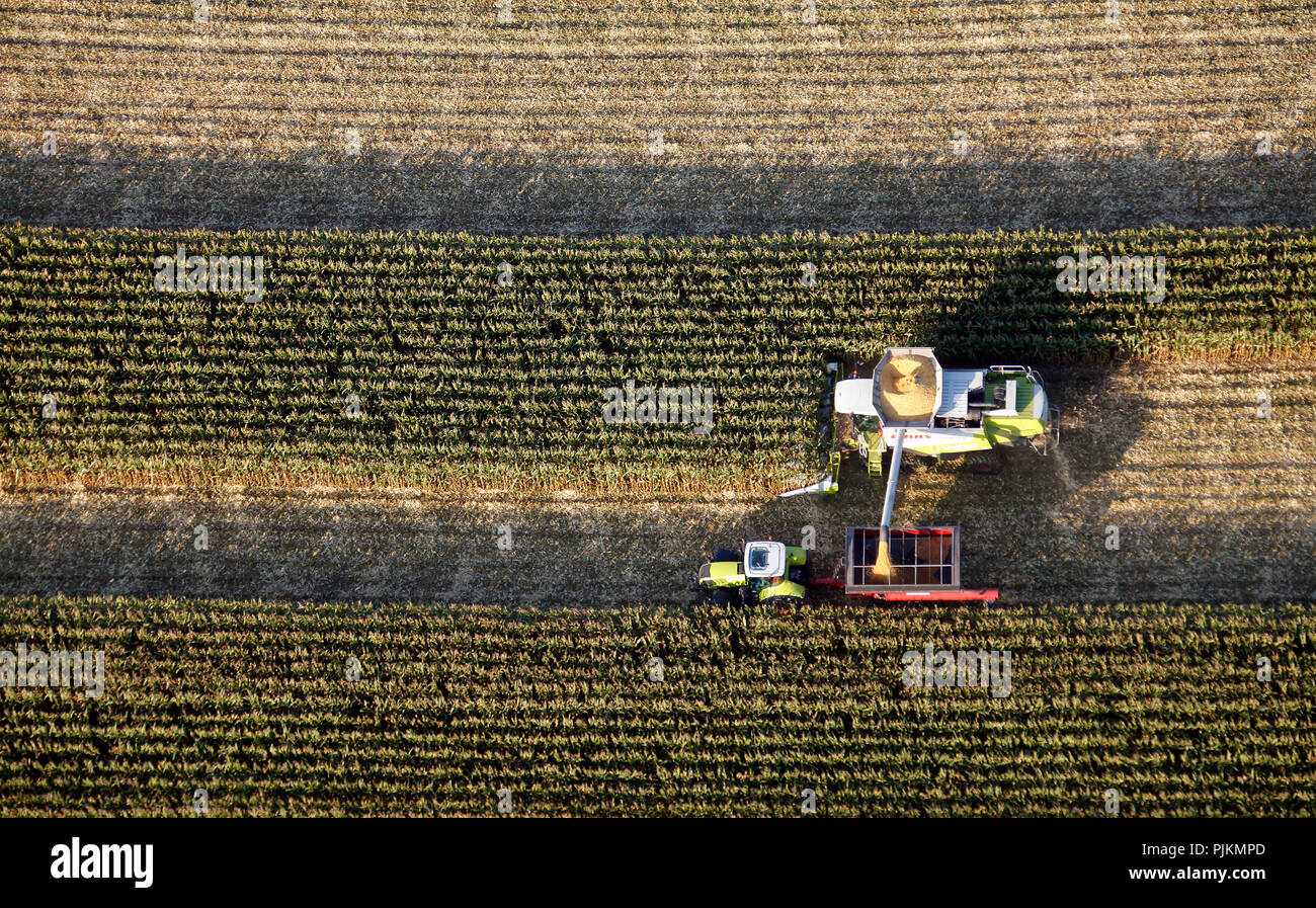 Aerial view, B63, Ossenbeck, corn harvest, agriculture, Claas, tractor, combine harvester north of the County road, Drensteinfurt, Drensteinfurt, Ruhr area, North Rhine-Westphalia, Germany, Europe Stock Photo