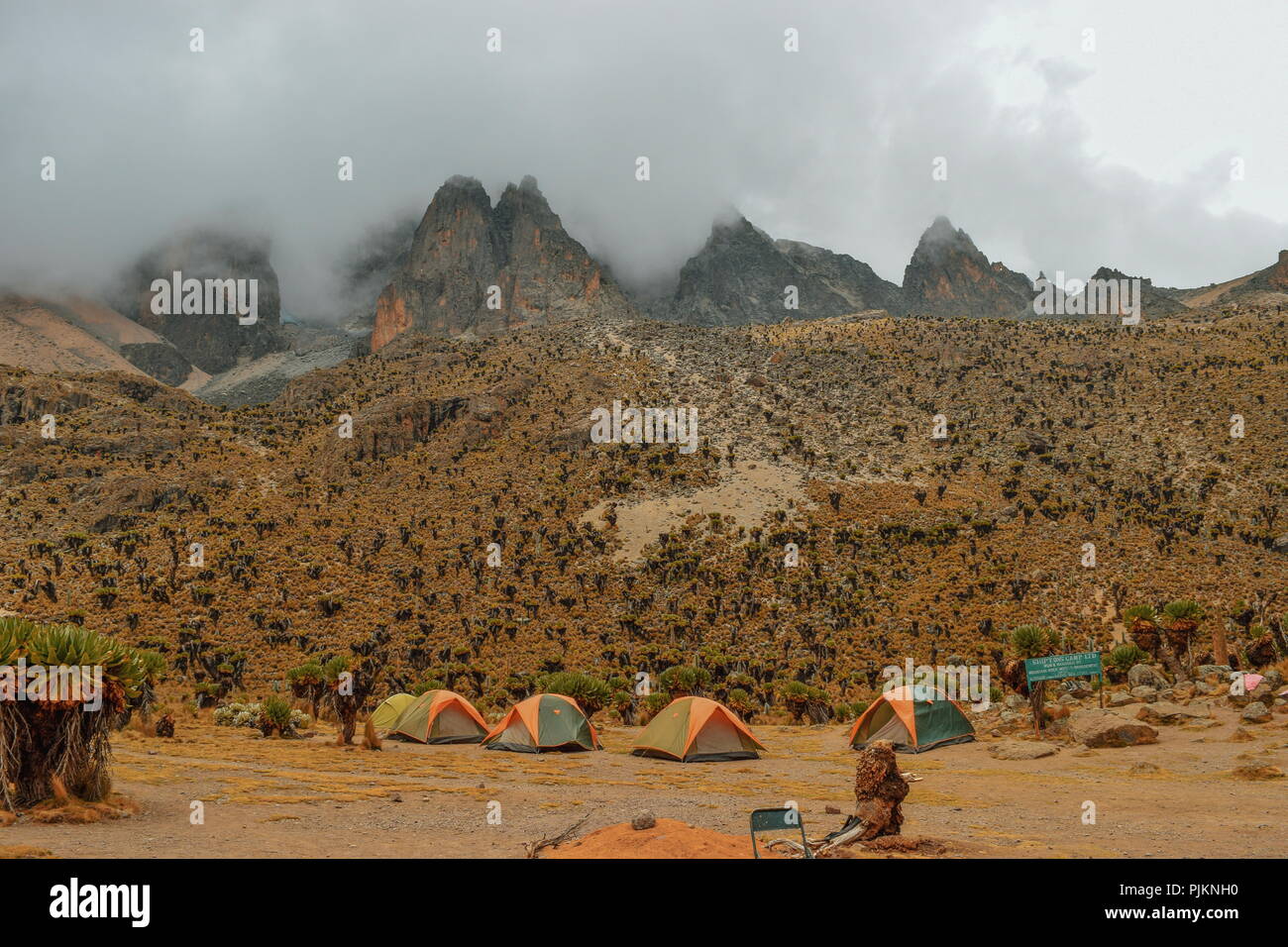 Giant groundsels growing against the Mountain Landscapes of Mount Kenya Stock Photo