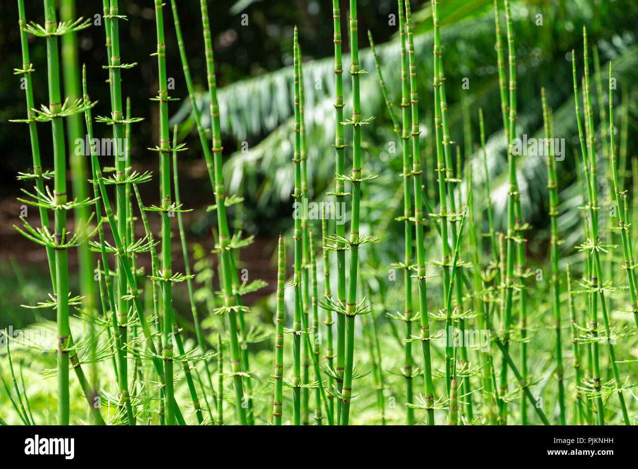 Horsetail plants (Equisetum), field of stalks Davie, Florida, USA