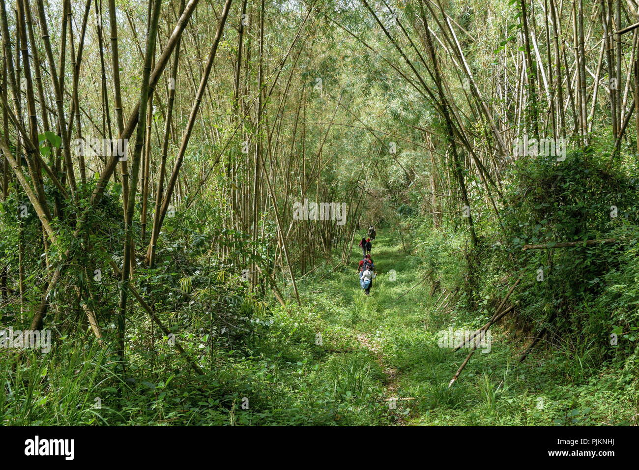 Bamboo forest in Ragia Forest, Aberdare Ranges, Kenya Stock Photo Alamy
