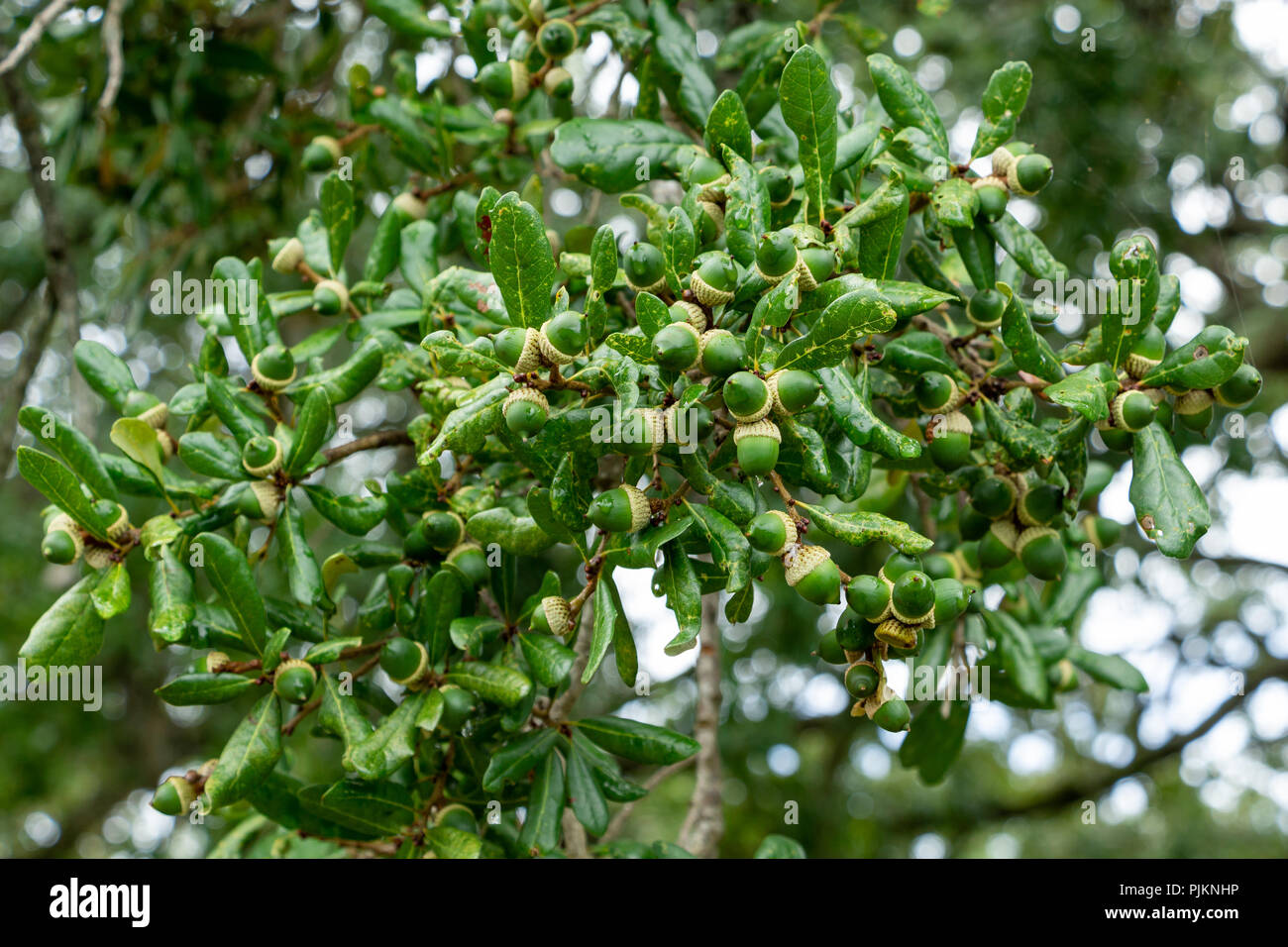 Green acorns of a southern live oak tree (Quercus virginiana), closeup ...