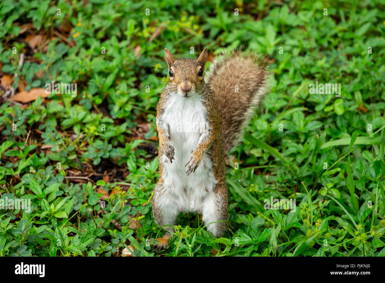 Eastern gray squirrel (Sciurus carolinensis) standing up on hind legs on grass - Topeekeegee Yugnee (TY) Park, Hollywood, Florida, USA Stock Photo