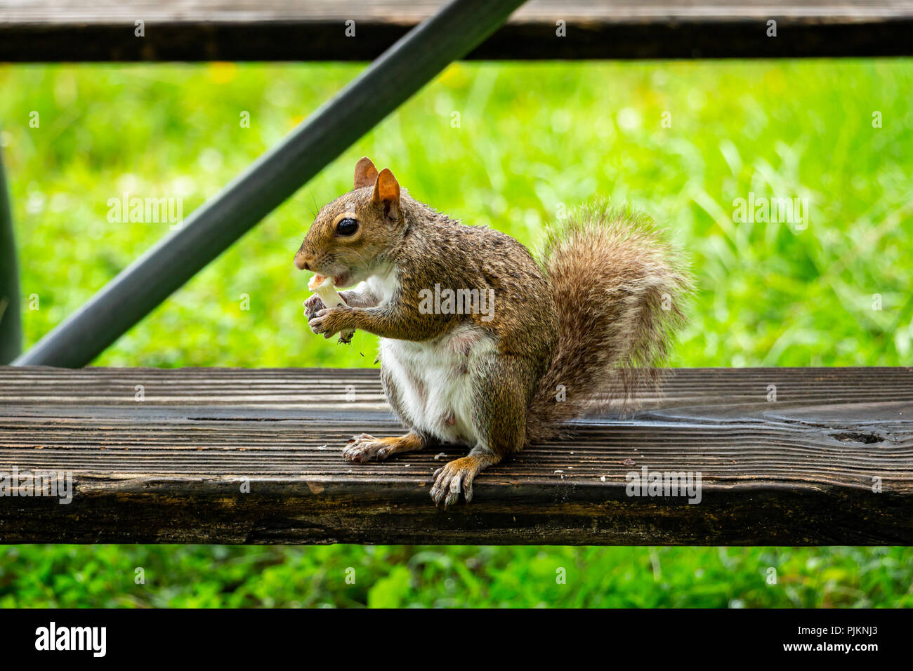 Eastern gray squirrel (Sciurus carolinensis) eating a mushroom stalk - Topeekeegee Yugnee (TY) Park, Hollywood, Florida, USA Stock Photo