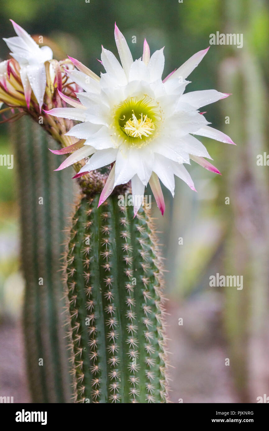 A big cactus blossom in bright white, Stock Photo