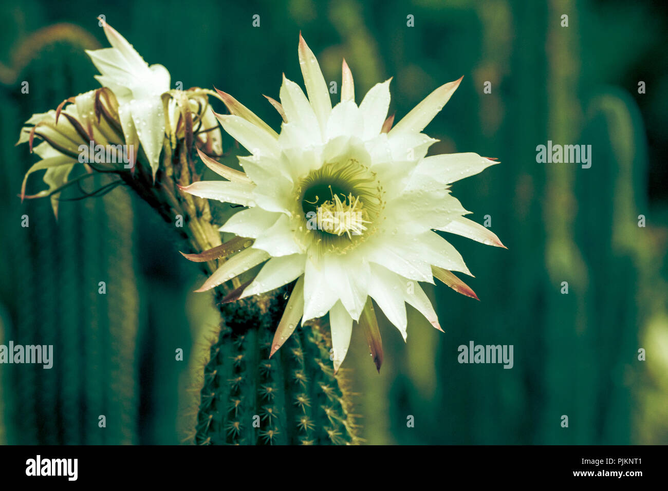 A big cactus blossom in bright white, Stock Photo