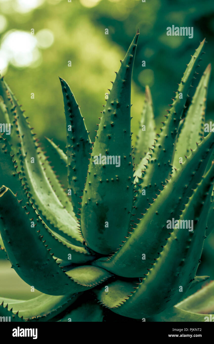 Aloe Vera - cacti and succulents - frugal plants in the conservatory Stock Photo