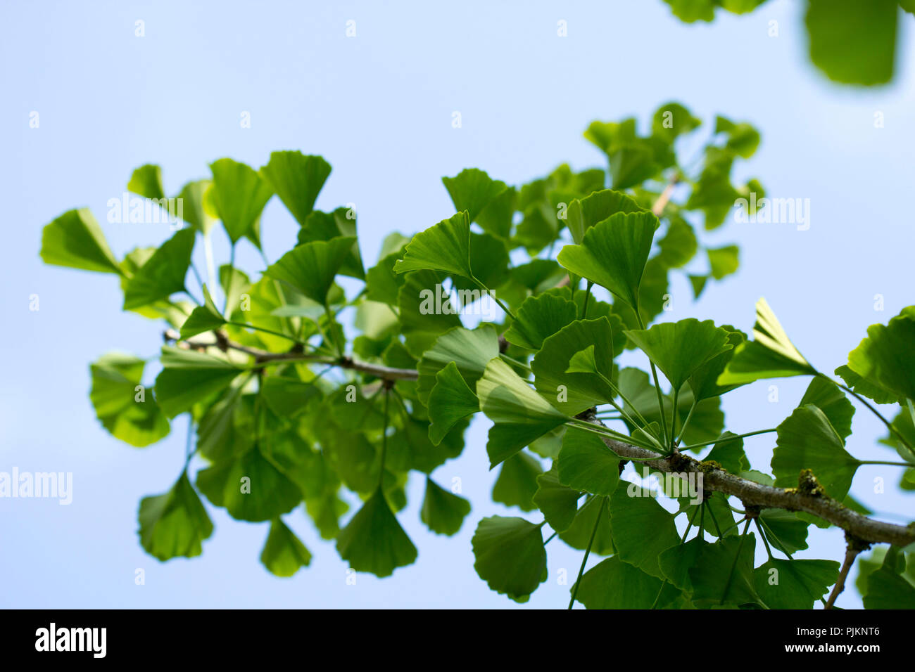 A ginkgo tree - nature's survivor, Stock Photo