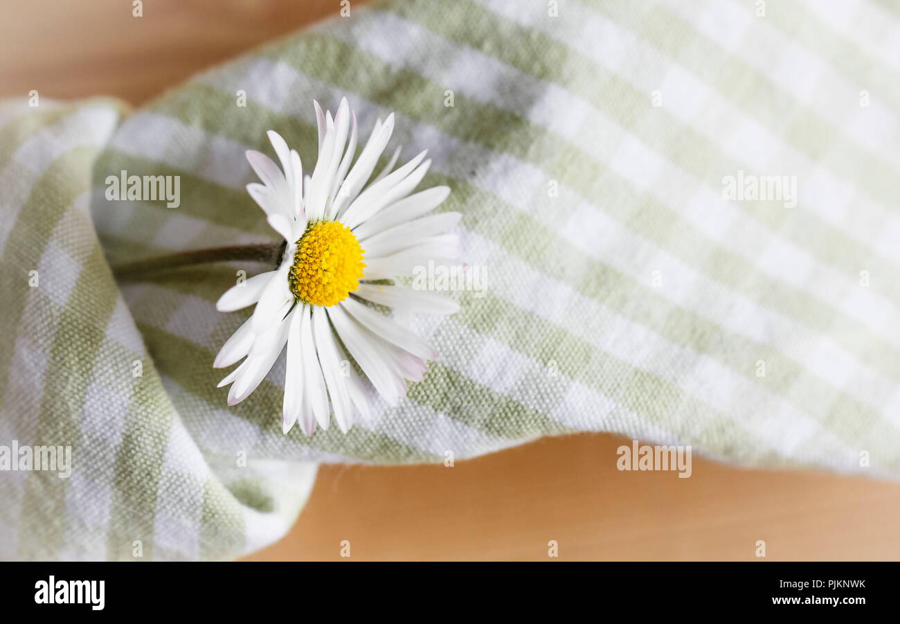 A little daisy sticking in a napkin as decoration, Stock Photo