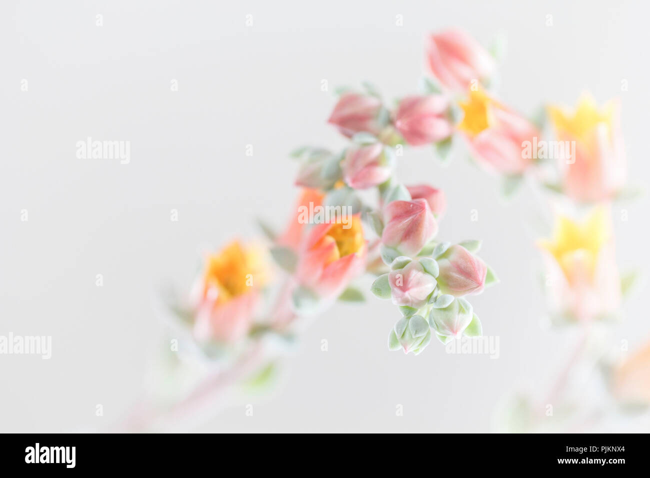 Delicate flowers of a succulent plant in pastel colors, Stock Photo