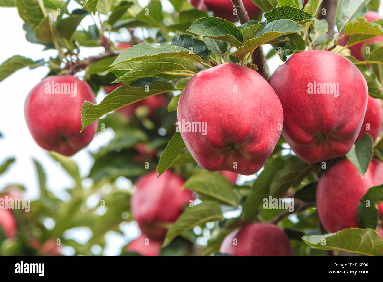 Ripe wood tree hi-res stock photography and images - Alamy