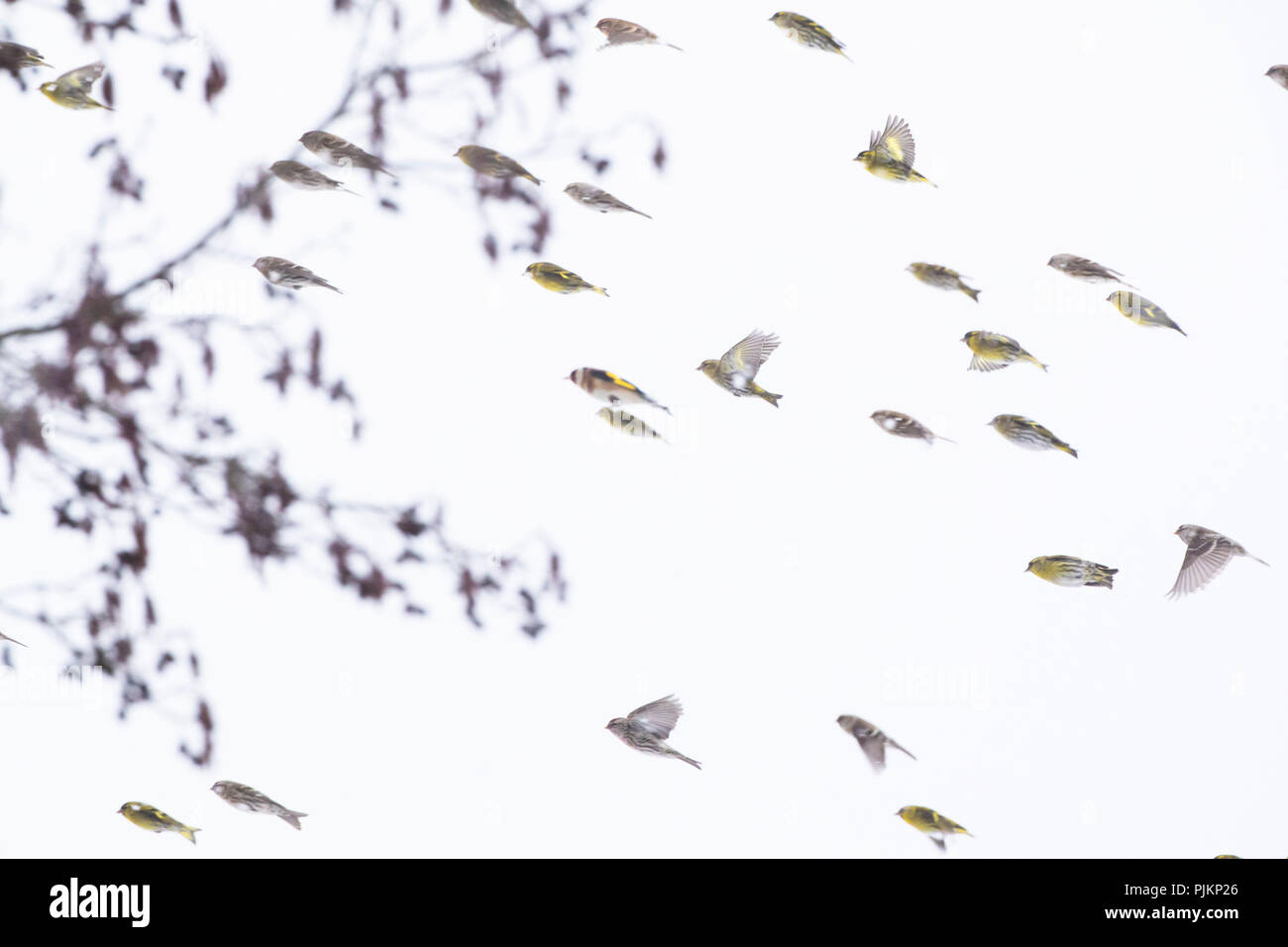 Redpolls, Acanthis flammea, and Siskins, spinus spinus flying in swarm Stock Photo