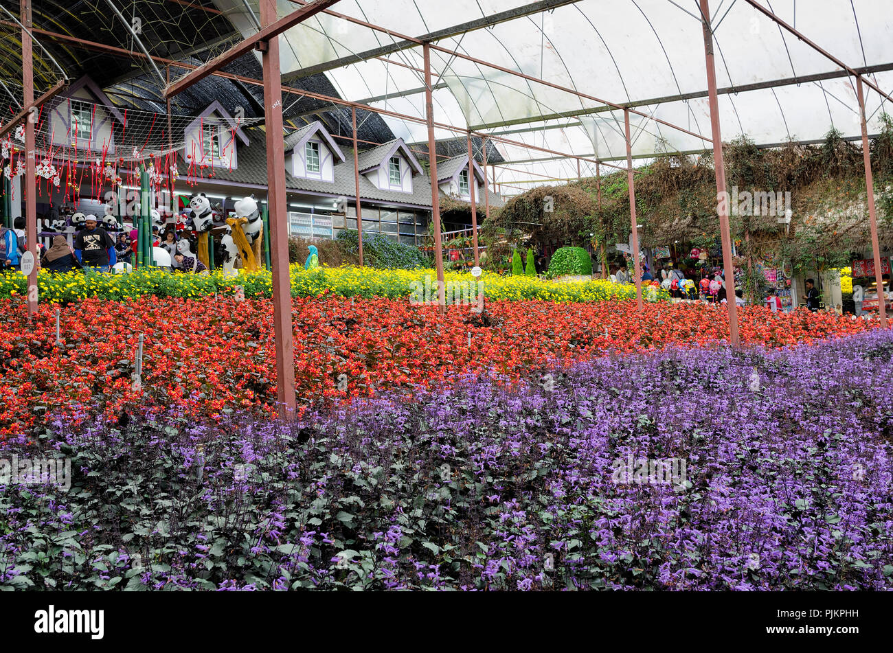 Cameron Highland, Malaysia - 2016: Colorful field of lavender and flower species in Lavender Garden in Cameron Highland, Malaysia. - Modern greenhouse Stock Photo