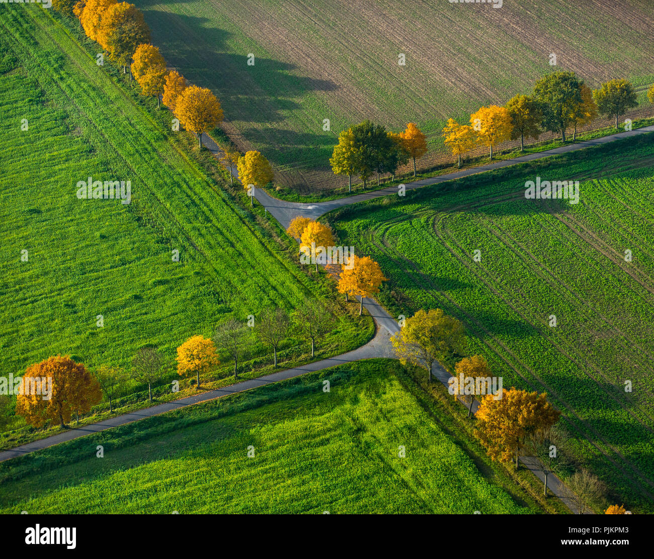 Tree Alley, Field Lanes, Crossroads, Double Crossing, Autumn Foliage, Autumn Leaves, Agriculture, Fields, Meadows, Fields, Symmetrical Junction, Nottuln, Münsterland, North Rhine-Westphalia, Germany Stock Photo