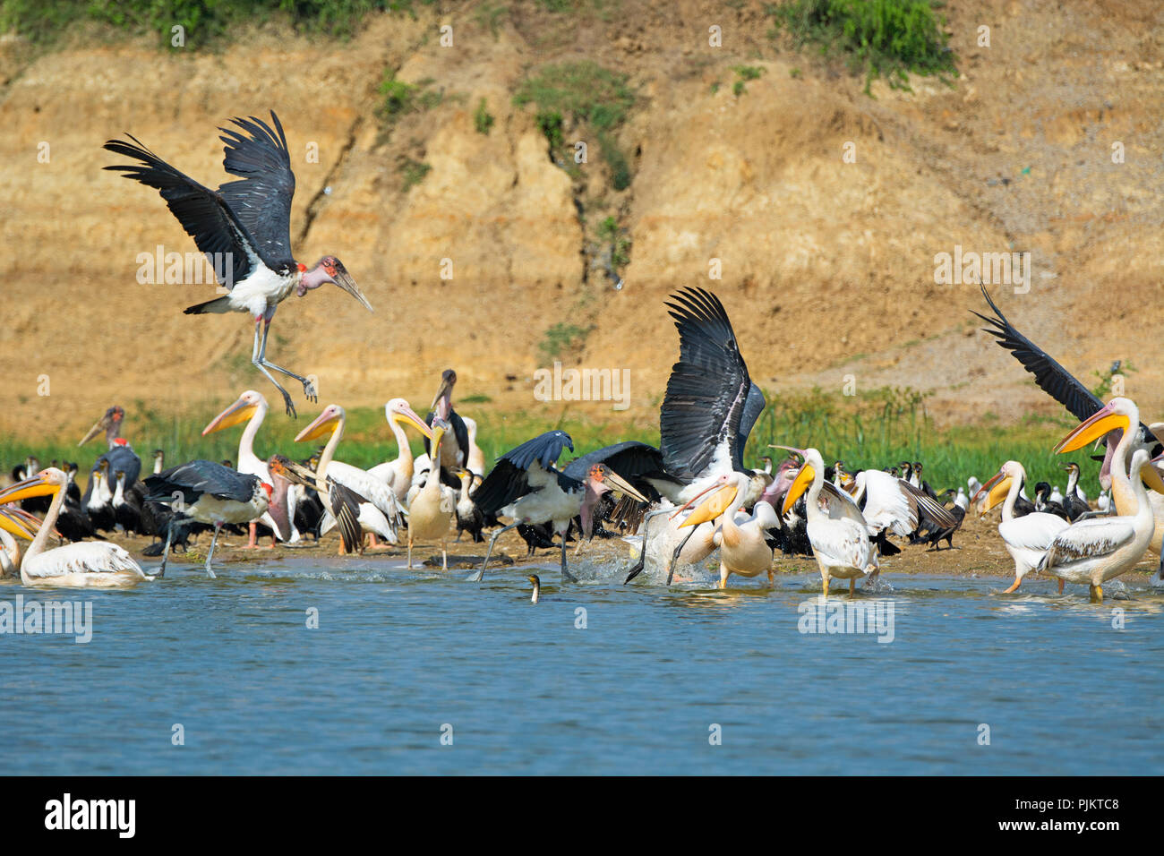 Great White Pelicans, Pelican, White Breasted Cormorant, Cormorants and Marabou Storks, Birds Kazinga Channel, Queen Elizabeth National Park, Uganda Stock Photo