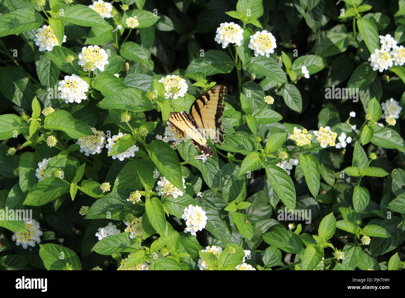 Butterfly Flying Around Plants Stock Photo Alamy