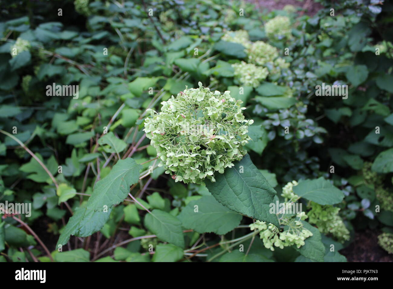 View cluster hi-res stock photography and images - Alamy