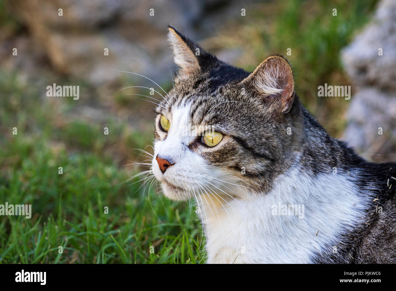 Domestic Cat - Felis silvestris catus or Felis catus Stock Photo - Alamy