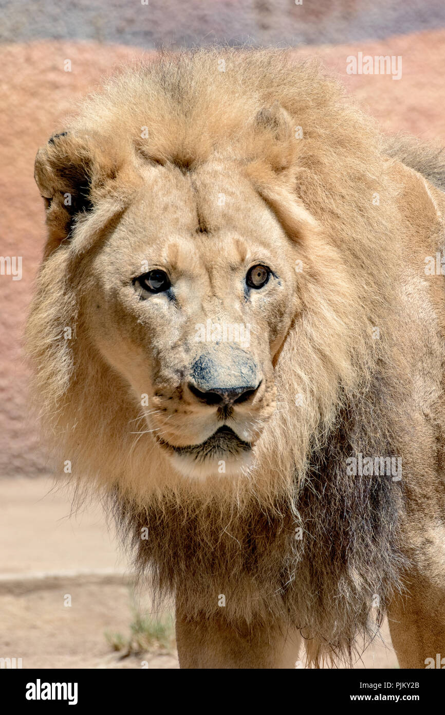 African Lion - Panthera leo - Male Captive Los Angeles Zoo Hubert DOB ...