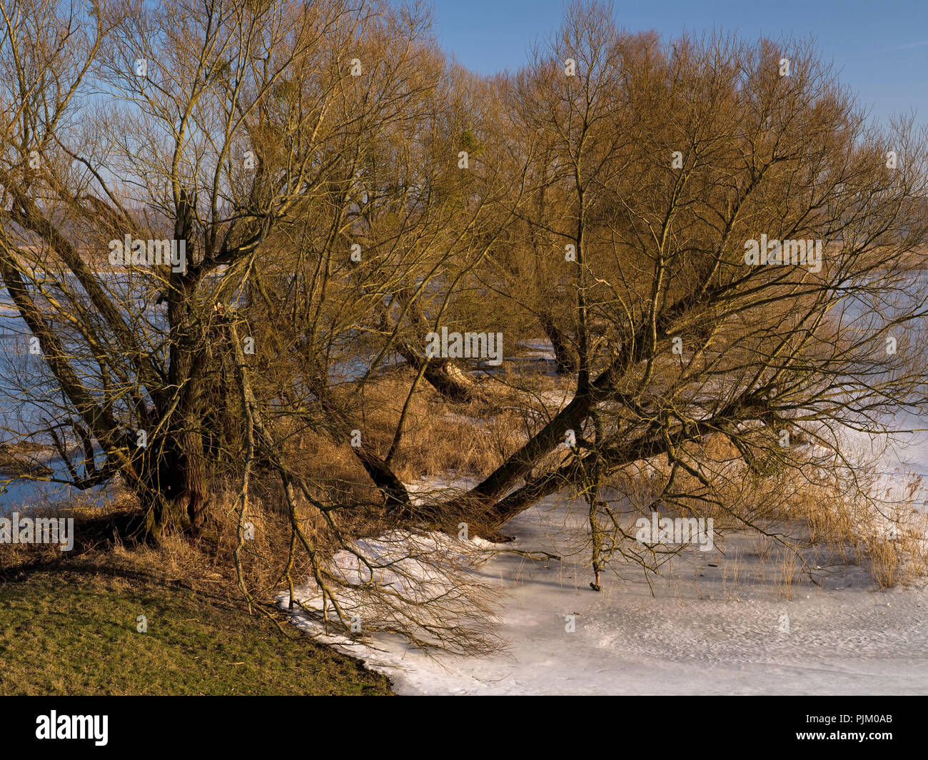Germany, Brandenburg, Uckermark, Criewen, Lower Oder Valley National