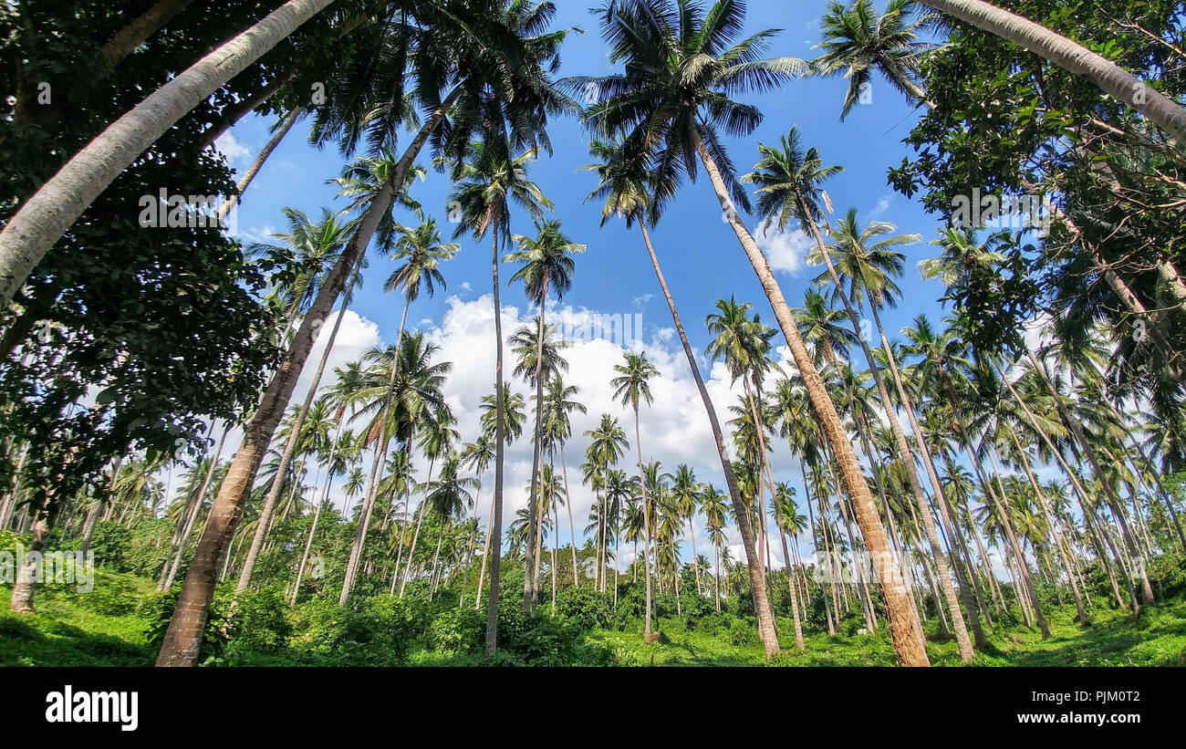 Palm trees in the Philippines Stock Photo Alamy