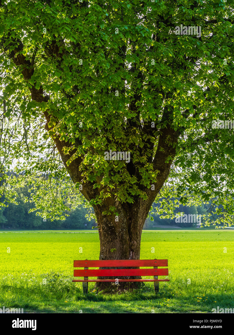 Park bench under tree hi-res stock photography and images - Alamy