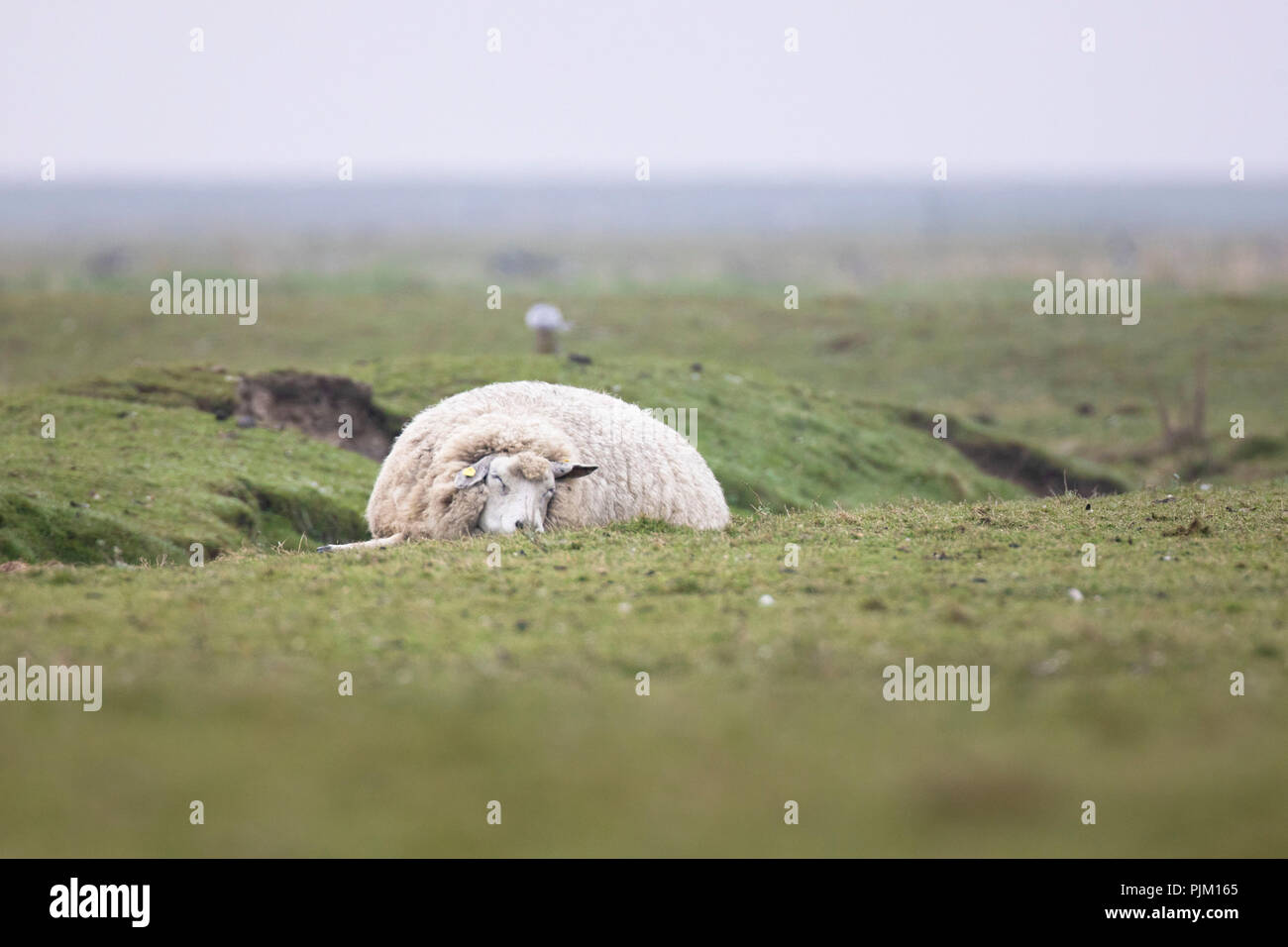 Germany, Schleswig-Holstein, Hallig Hooge, sheep sleeping on pasture Stock Photo
