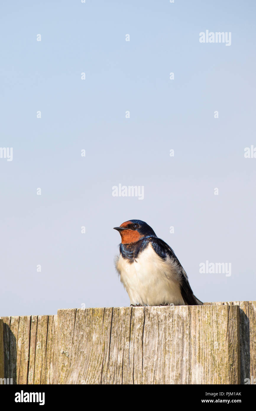 Barn Swallow, Hirundo rustica, sits on fence Stock Photo