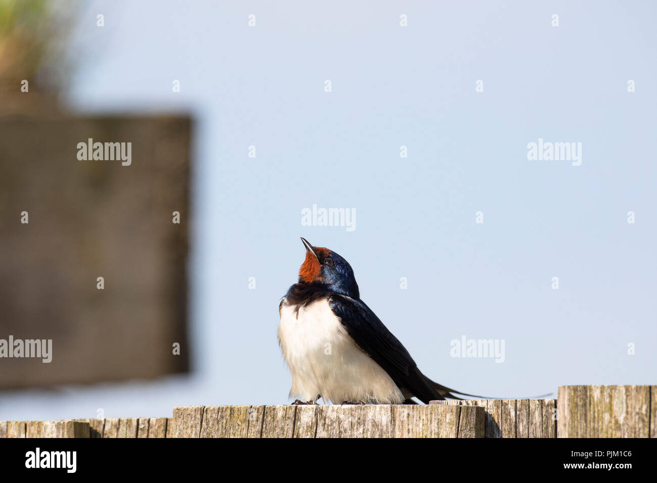 Barn Swallow, Hirundo rustica, sits on fence Stock Photo