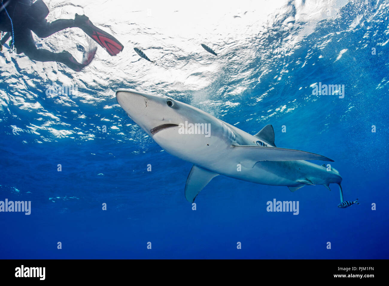 Prionace glauca, blue shark, shark in the Atlantic Ocean Stock Photo