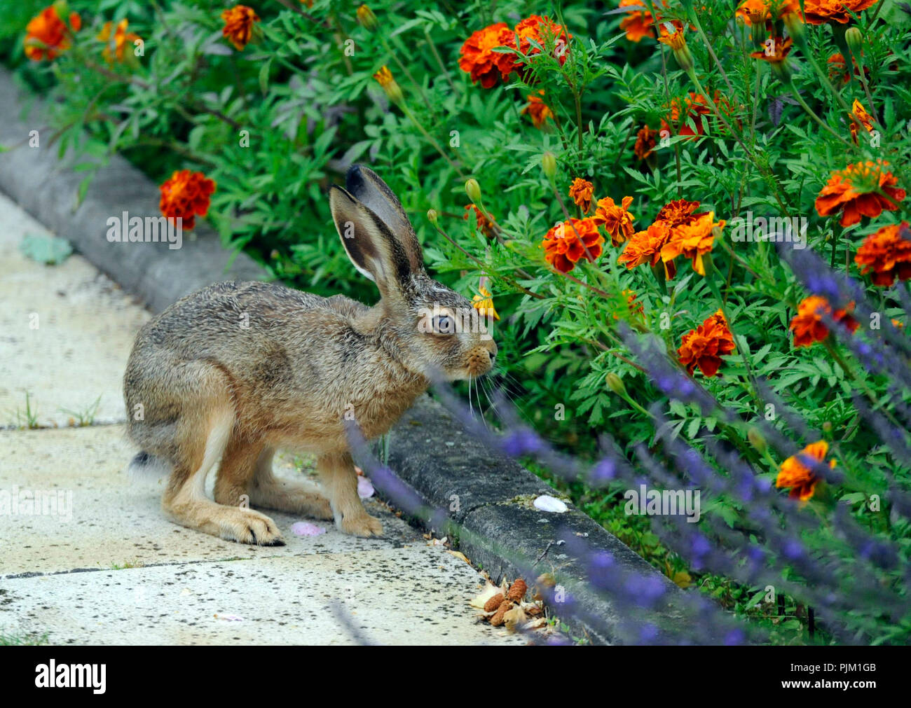 Hare visits a flower border in the summer garden Stock Photo