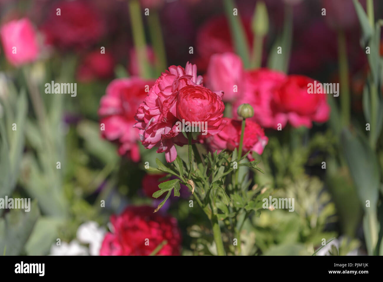 Tulips and ranunculus in a bed, Stock Photo