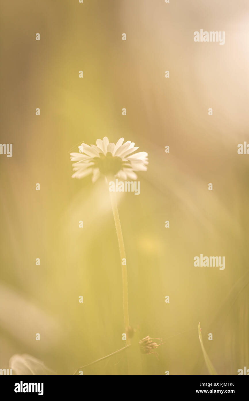 A daisy in the beautiful nature, Stock Photo
