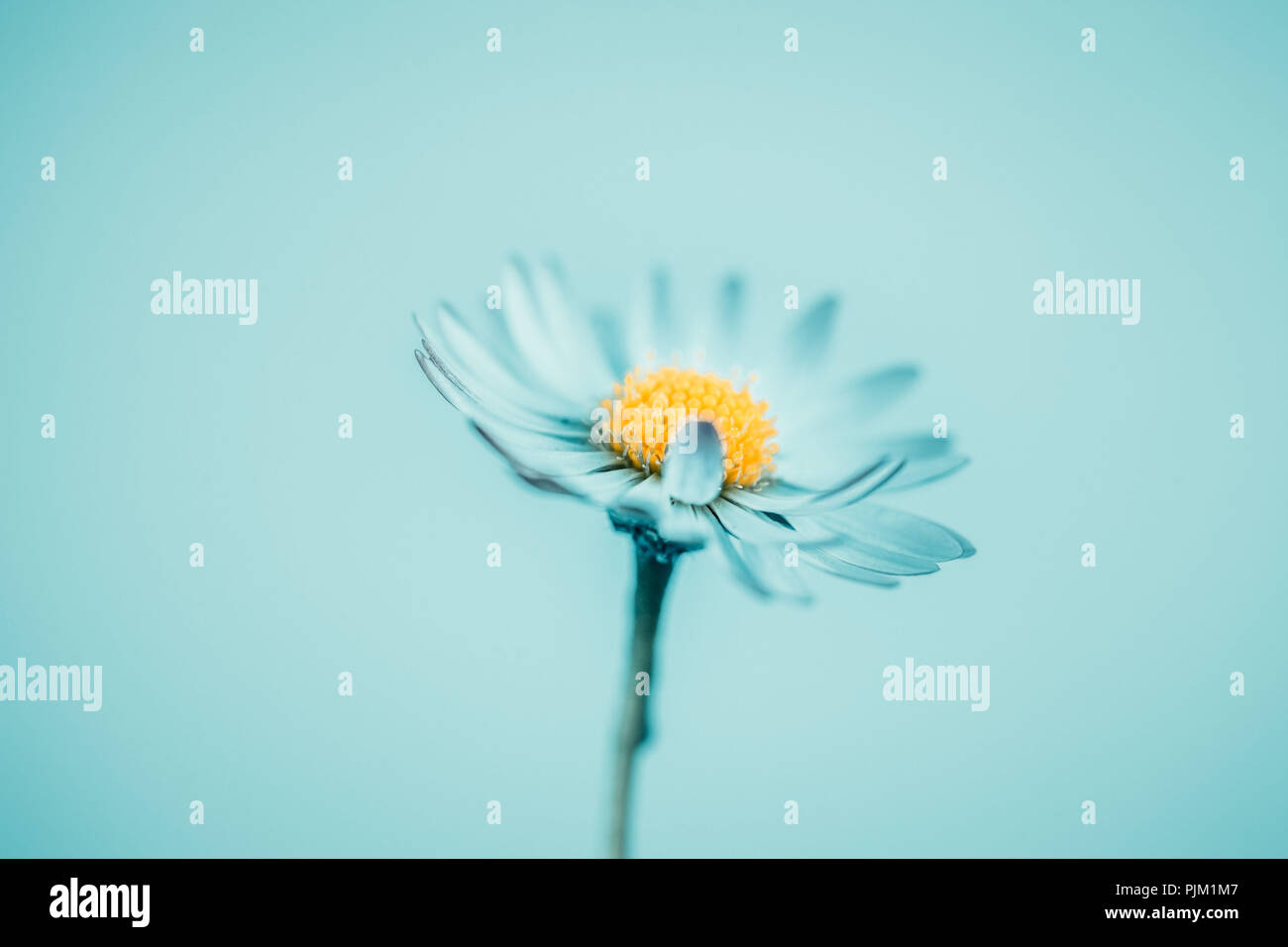Close-up of a daisy in blue, Stock Photo