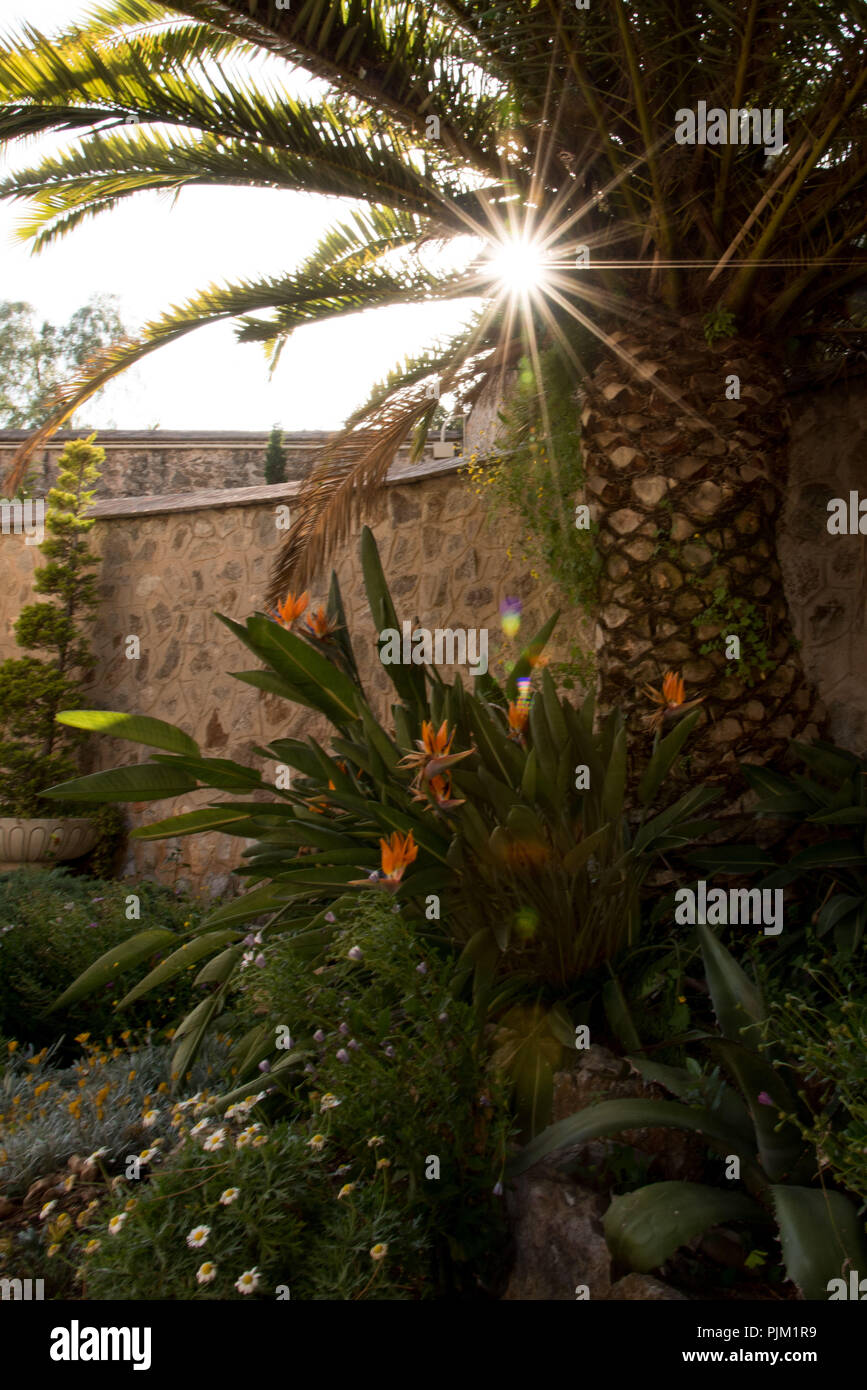 Garden of the hospital chapel of the Real Santuario San Jose de la Montana with a palm tree and strelitzia in the back light of the sun Stock Photo
