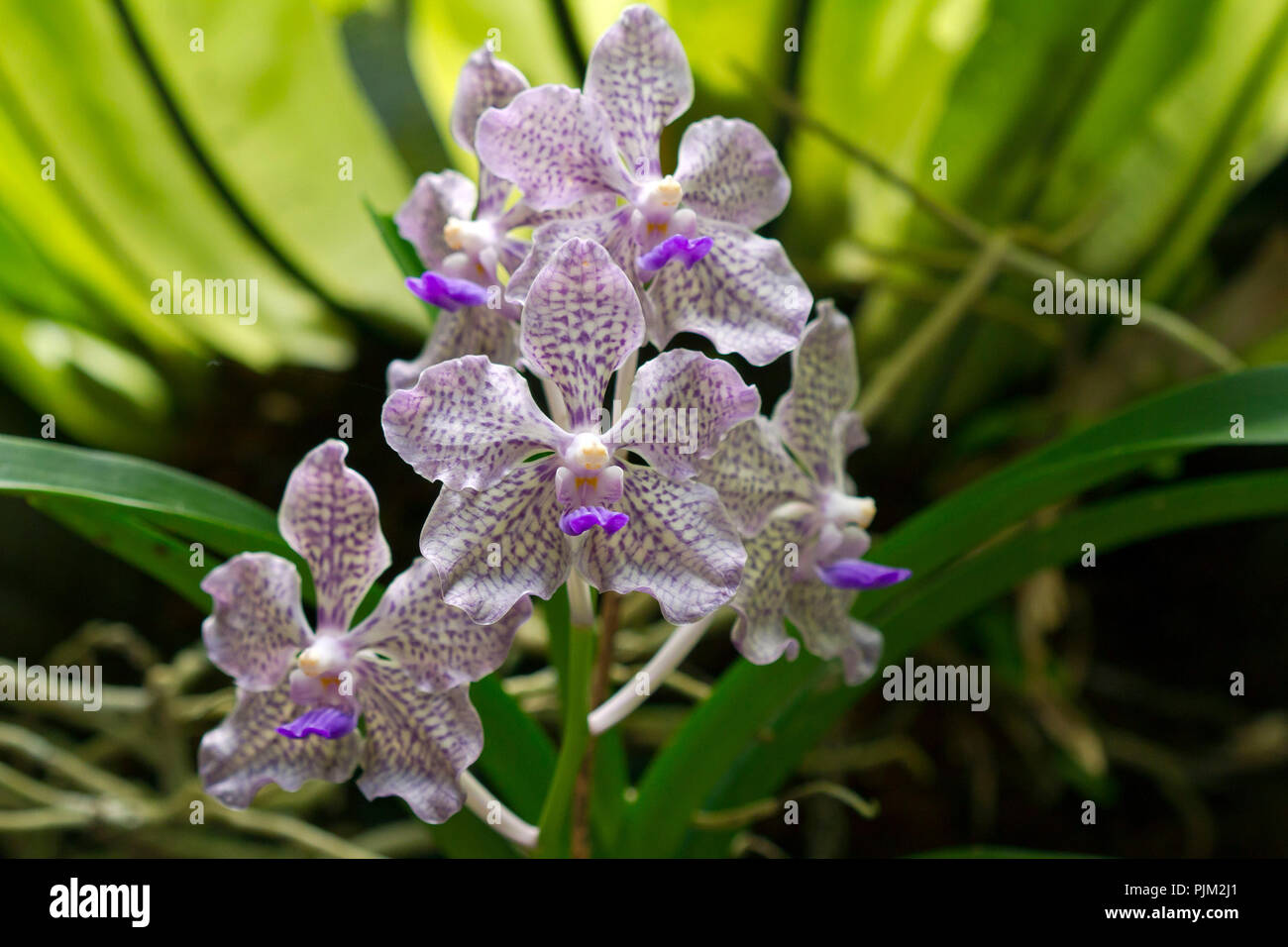 purple white orchid (Vanda Rothschildiana), Ubud, Bali, Indonesia Stock Photo