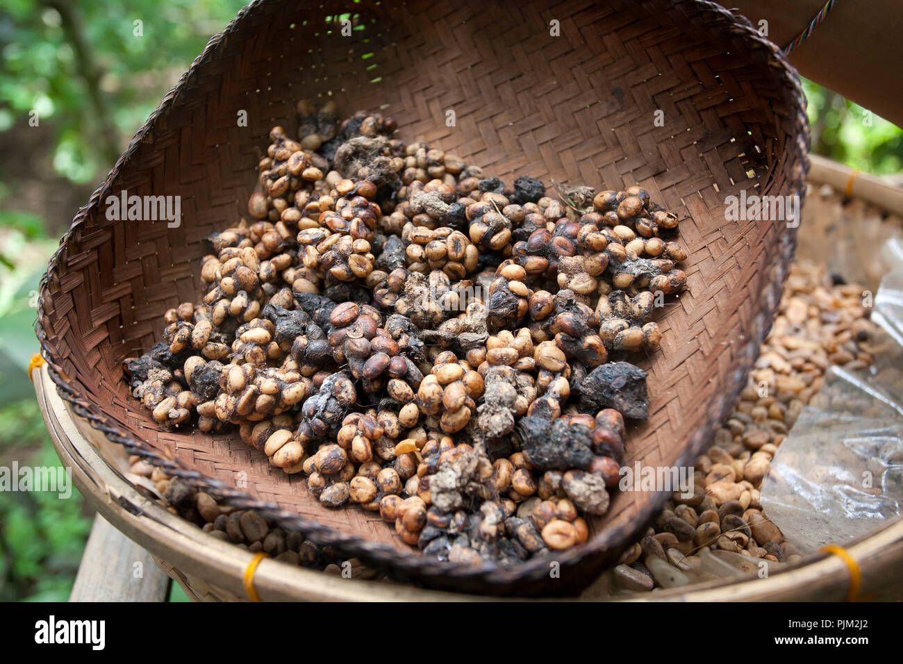 fermented Luwak coffee beans from  Asian palm civet (Paradoxurus hermaphroditus) on coffee plantation, Ubud, Bali, Indonesia Stock Photo