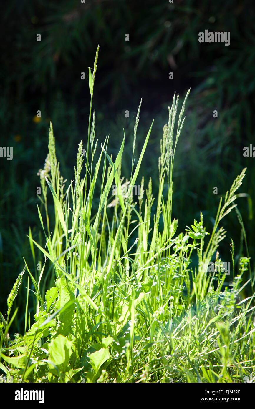 Grasses in natural garden, close-up Stock Photo