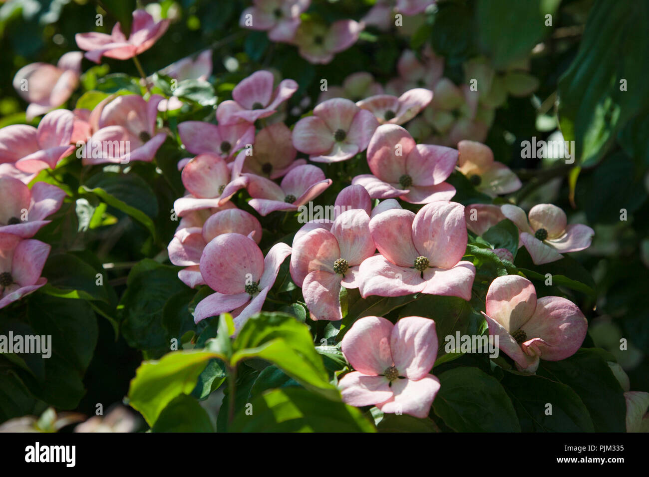 Flowering dogwood, Cornus Stock Photo