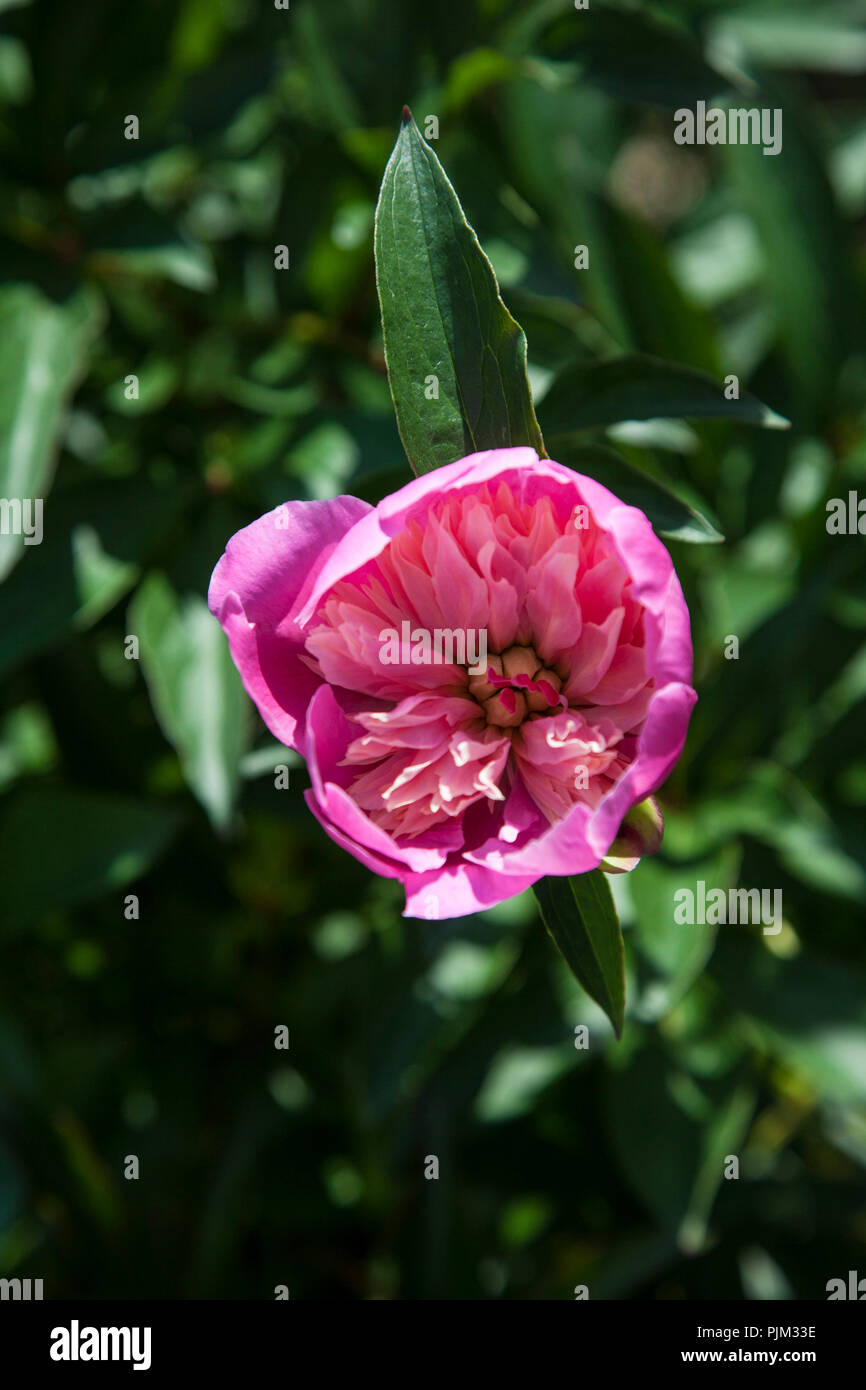 Flowering peony, close-up Stock Photo