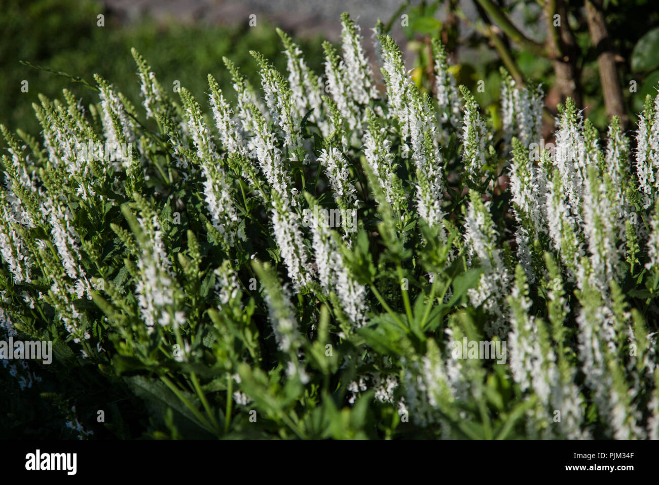 Flowering nectar source plants, closeup Stock Photo Alamy