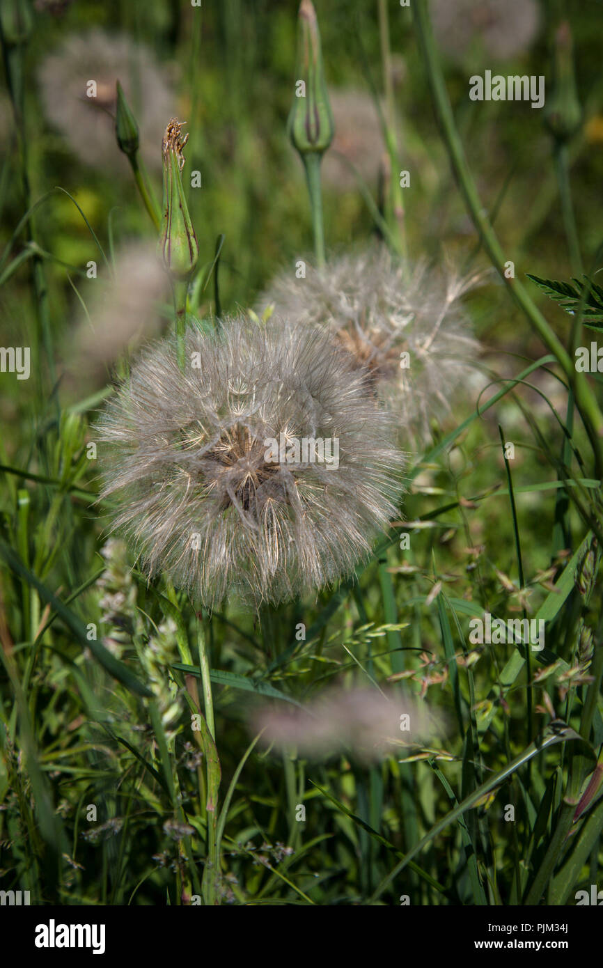 Meadow salsify, Tragopogon pratensis, in natural garden, close-up Stock Photo