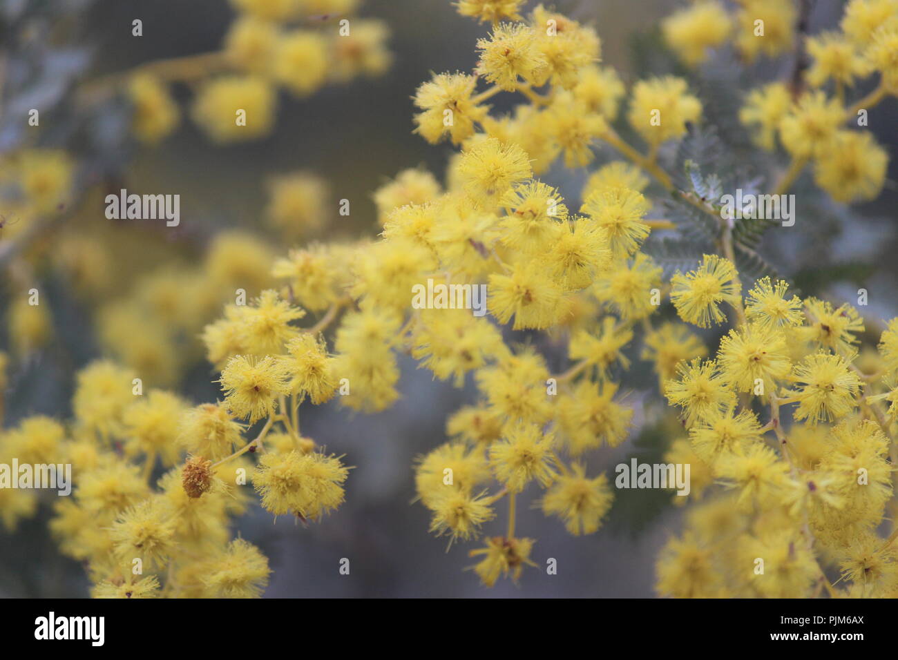 Wattle flowers in Queanbeyan, NSW, Australia Stock Photo Alamy