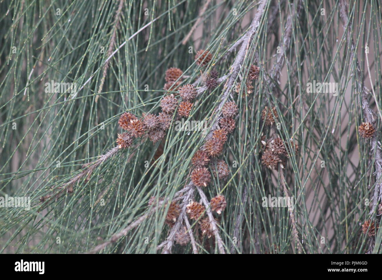 Casuarina branch, foliage and cone-like fruiting bodies in Queanbeyan, NSW, Australia. Stock Photo