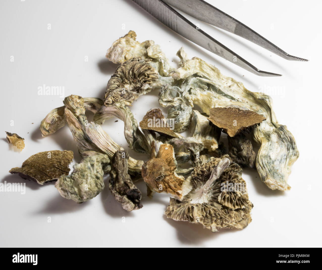 Close up of Shrooms. Dried Magic Mushrooms. Stock Photo