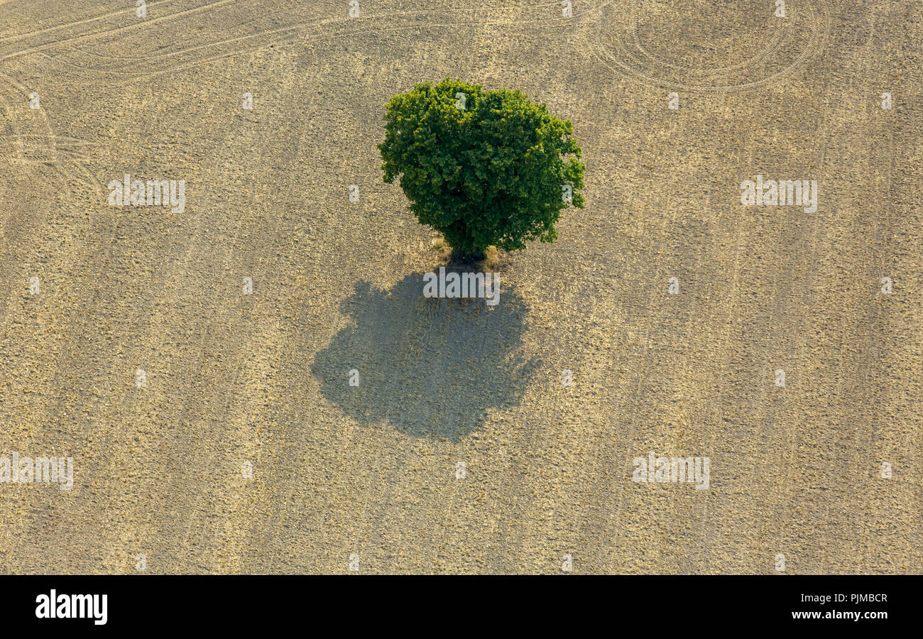 single tree on mown grain field, cornfields near Altenrüthen, Rüthen, Soest, Sauerland, North Rhine-Westphalia, Germany Stock Photo