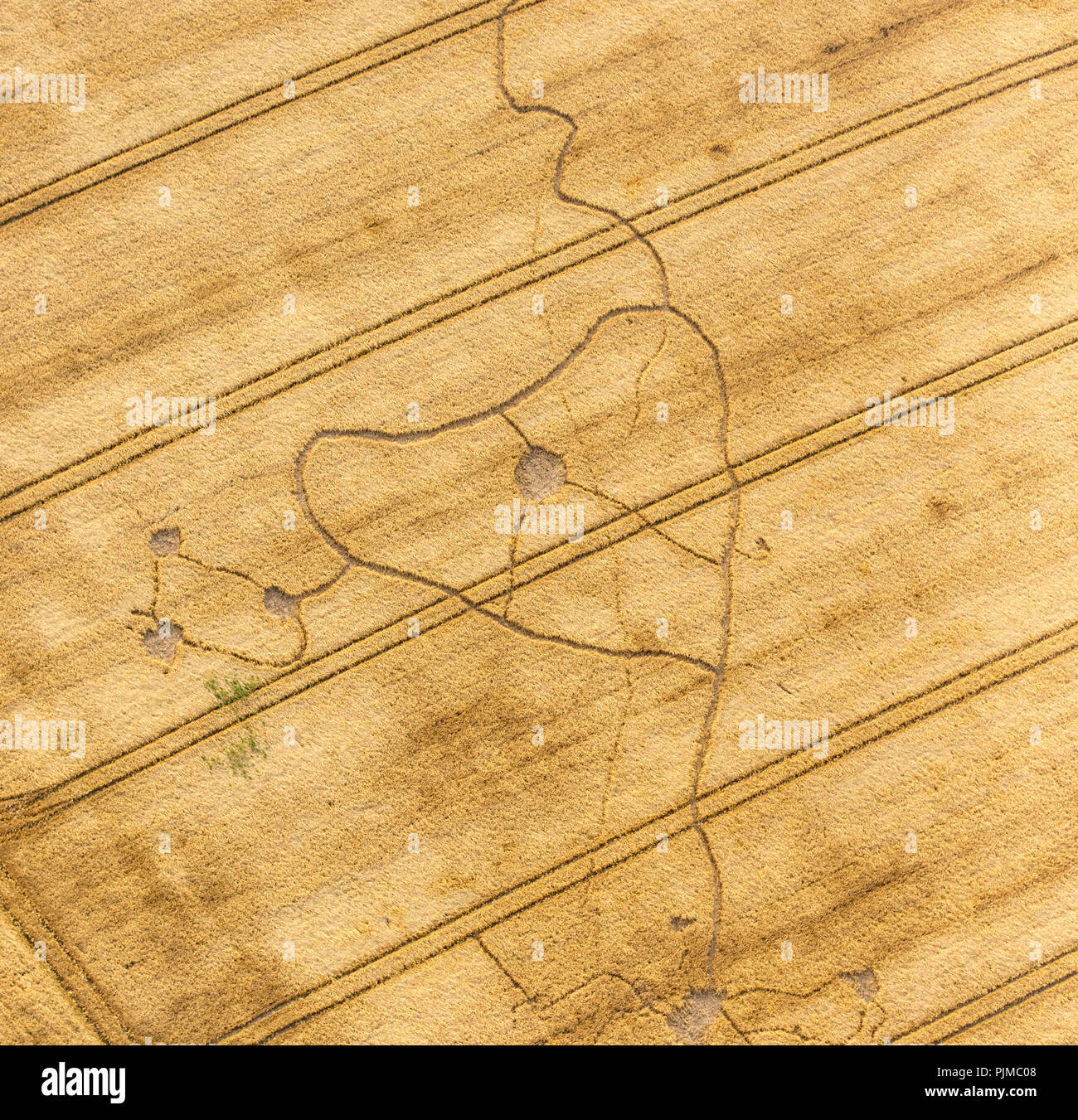 Cornfield with mole lines in the shape of a dog head, Sichtigvor, Warstein, district Soest, North Rhine-Westphalia, Germany Stock Photo