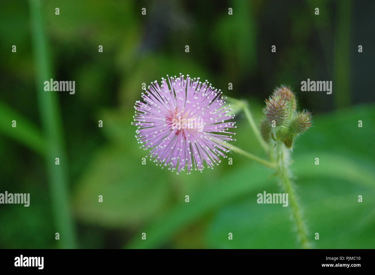 Floras, Nepal Stock Photo