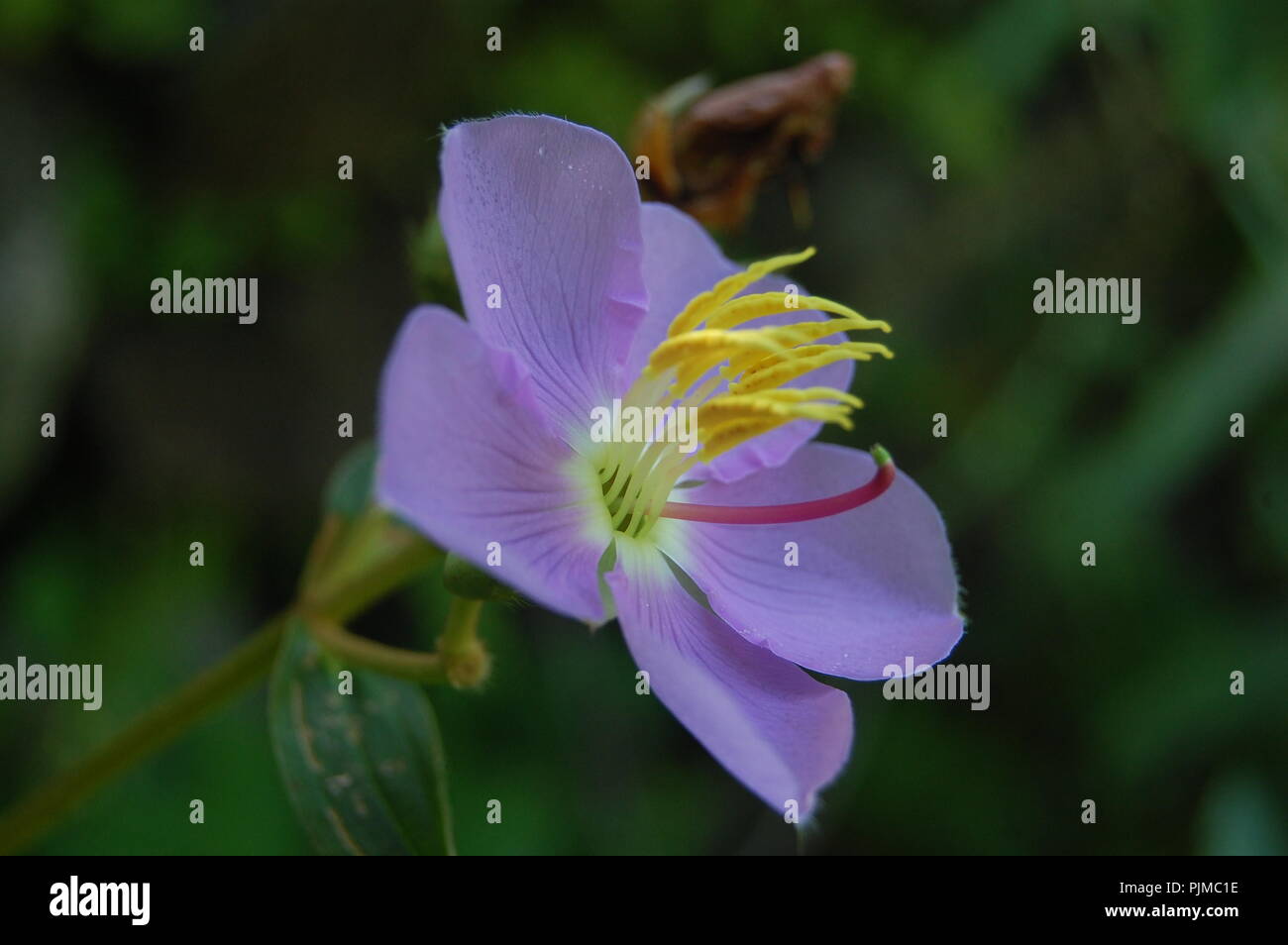 Floras, Nepal Stock Photo