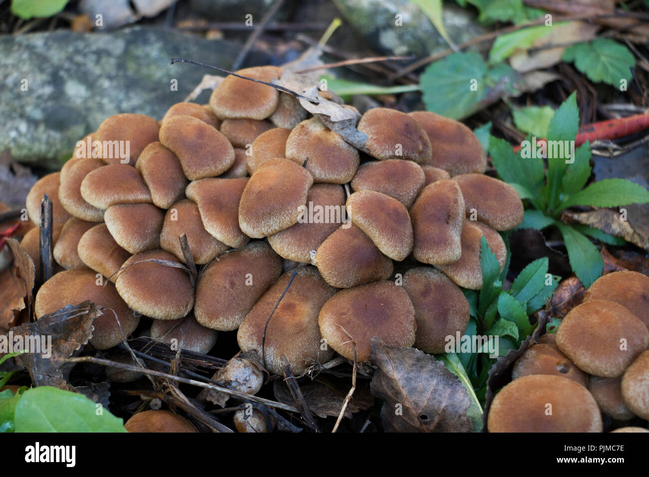 Grouping of furry mushrooms. Fruiting mushroom bodies found on the forest floor. Stock Photo