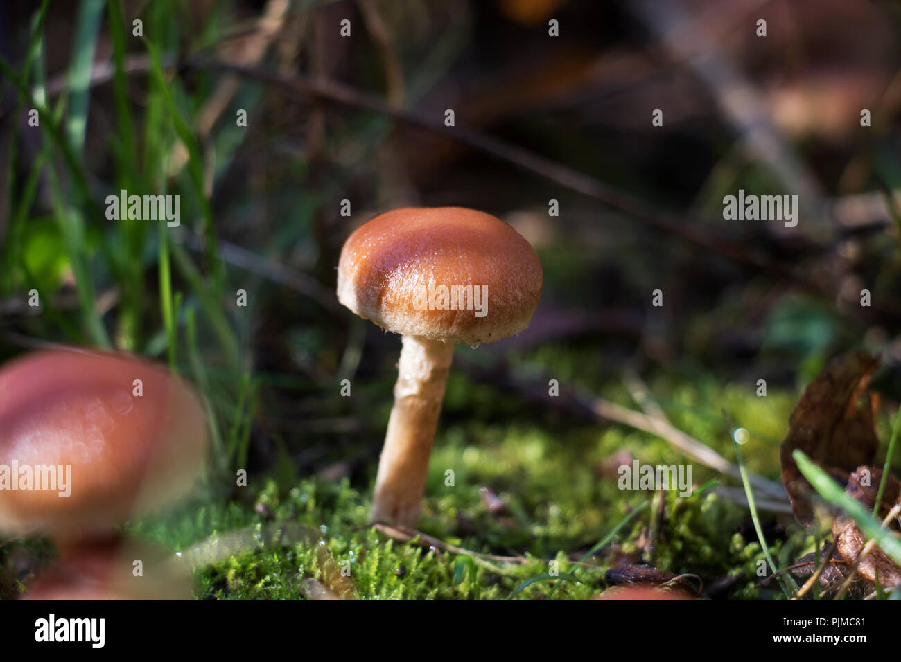 Mushroom growing on moss on the forest floor. Stock Photo
